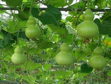 Small fruit Gourd seed